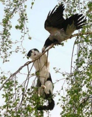 bothersome_birds_15.jpg bothersome_birds_15.jpg