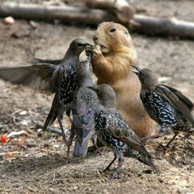 bothersome_birds_13.jpg bothersome_birds_13.jpg