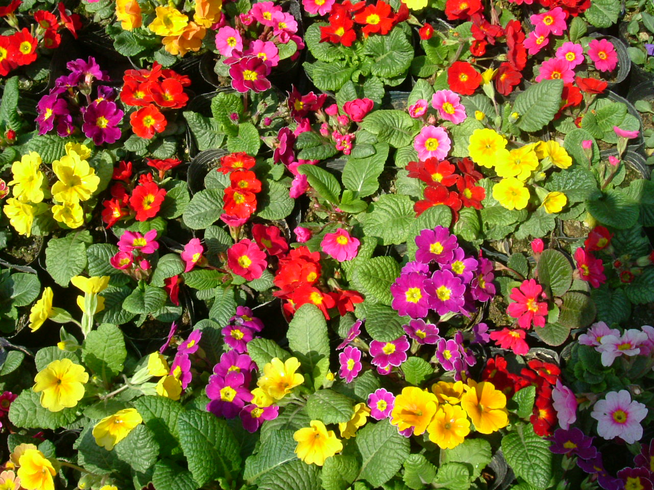 DSCF4750.JPG