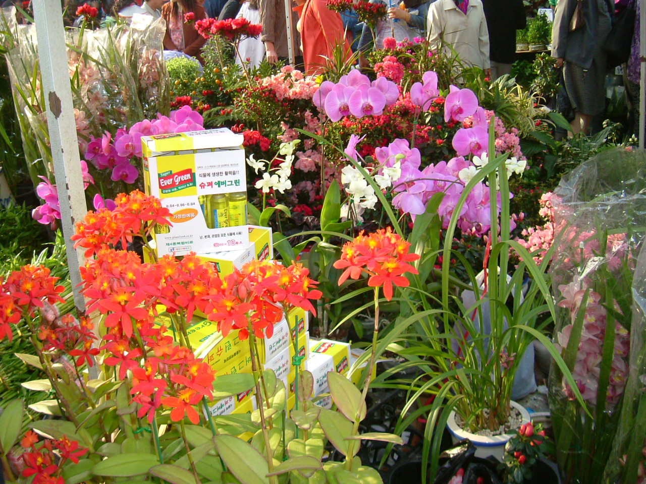 DSCF3055.JPG