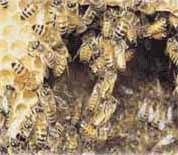 꿀벌의 조소 모습