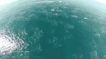 dolphins