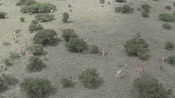 giraffes