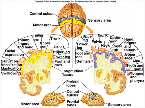 visual and auditory cortex function