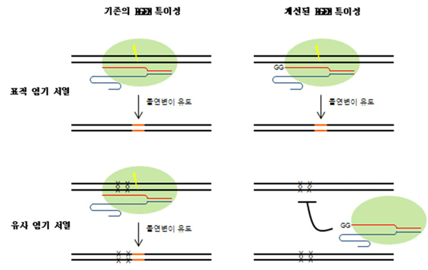 왼쪽 기존 RGEN의 특이성 오른쪽 개선된 RGEN의 특이성
