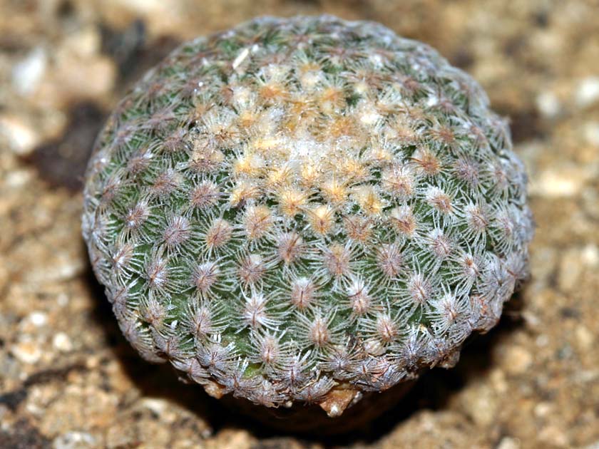 정교전(精巧殿)