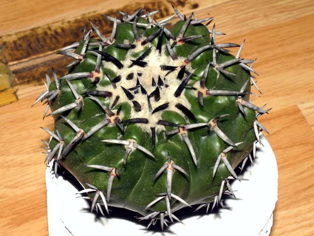 Discocactus placentiformis 행기(行基)