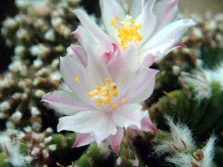 Aztekium ritteri 화롱