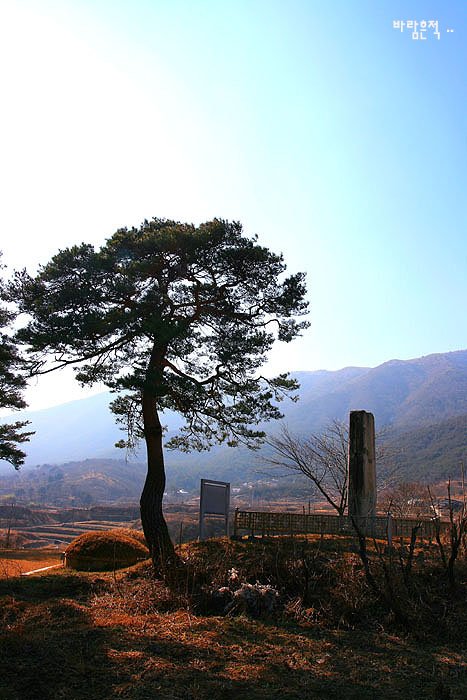 멋진 소나무 이미지