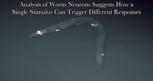 roundworm