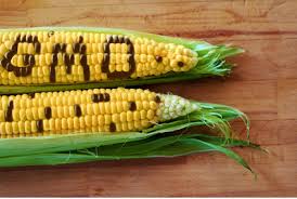 GMO 옥수수