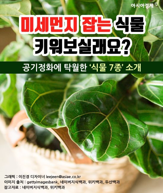 미세먼지 잡는 식물 키워보실래요?