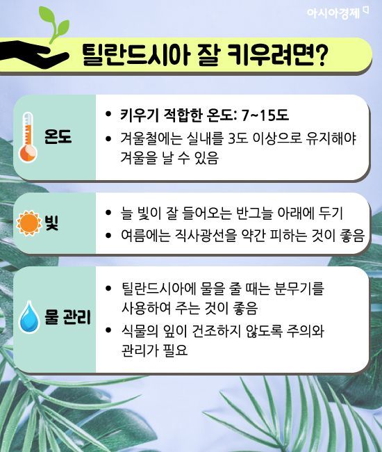 미세먼지 잡는 식물 키워보실래요?