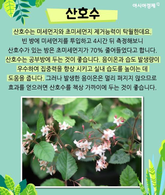 미세먼지 잡는 식물 키워보실래요?