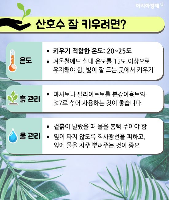 미세먼지 잡는 식물 키워보실래요?