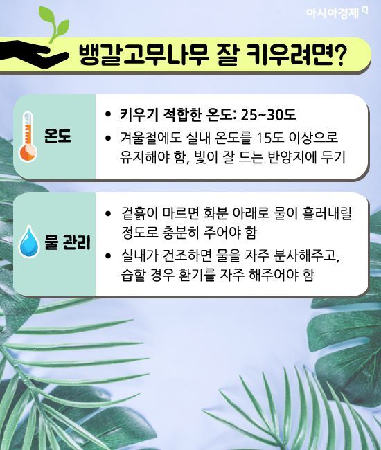 미세먼지 잡는 식물 키워보실래요?