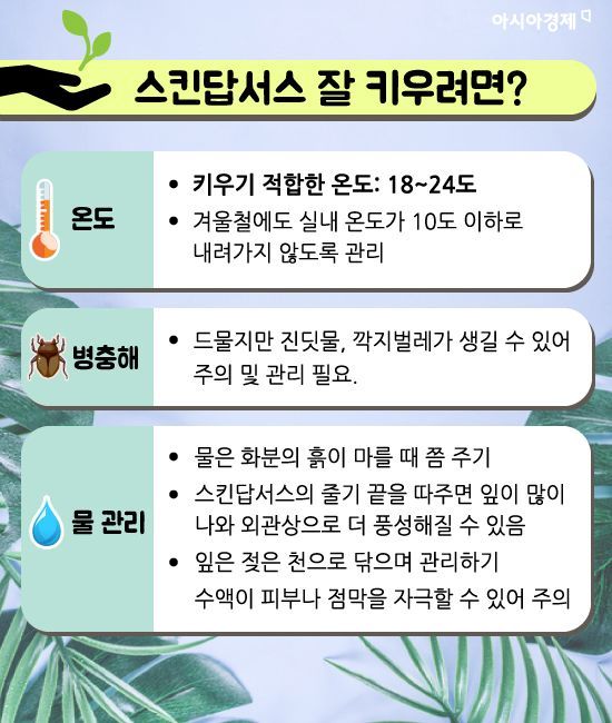 미세먼지 잡는 식물 키워보실래요?