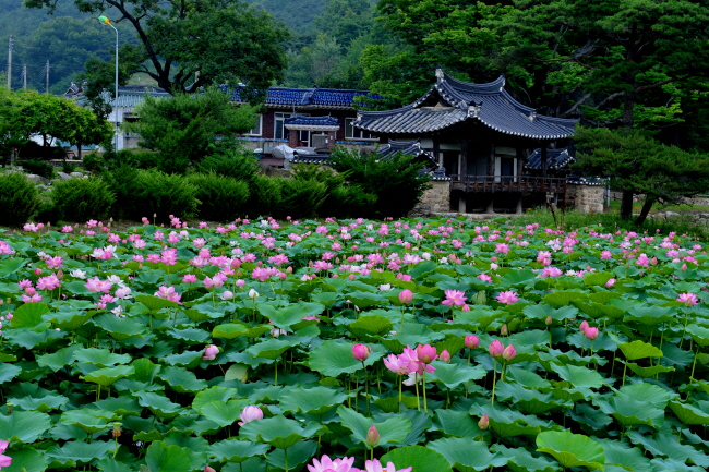 원본 크기로 보기