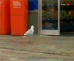 28_cahd3193.gif 28_cahd3193.gif