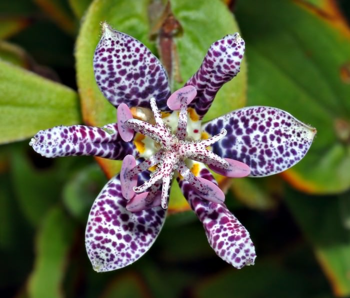 Incredible Flowers