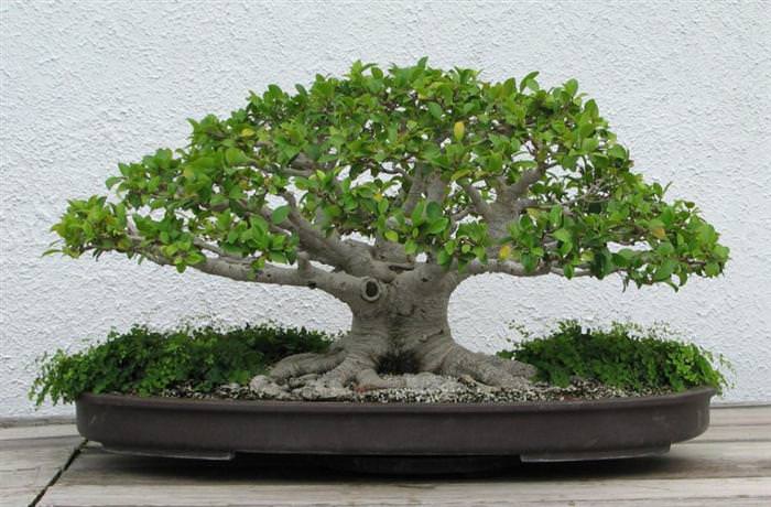 bonsai trees
