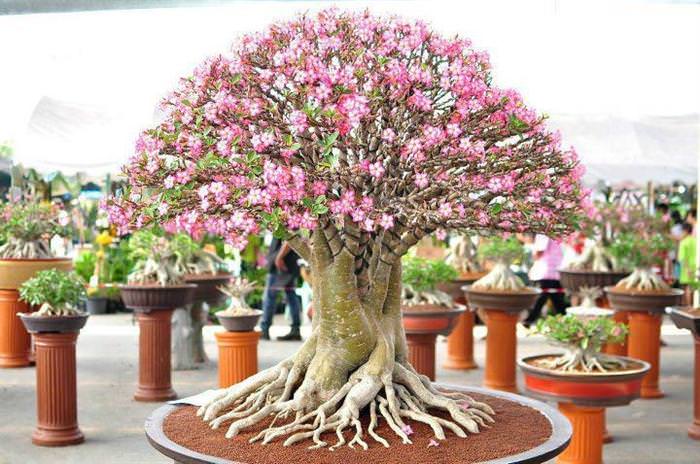 bonsai trees
