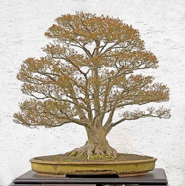 bonsai trees