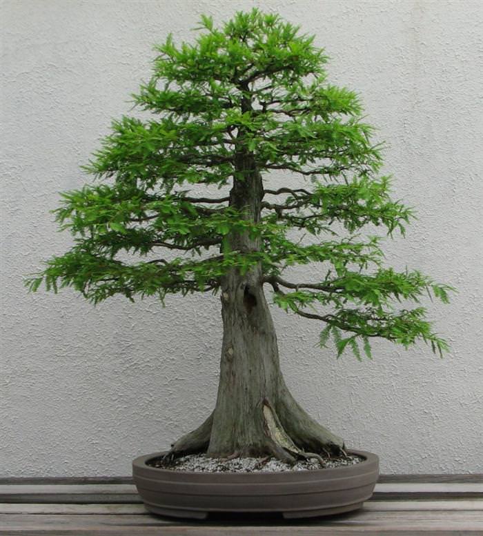 bonsai trees