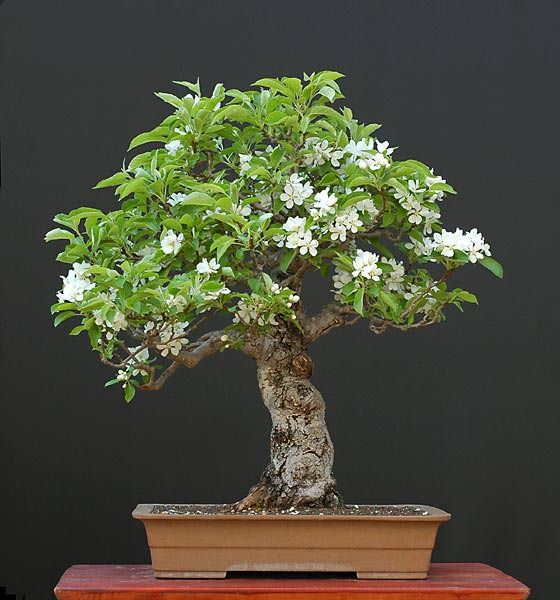 bonsai trees