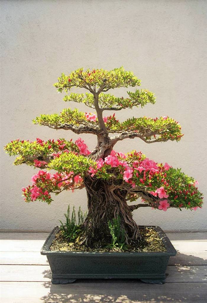 bonsai trees