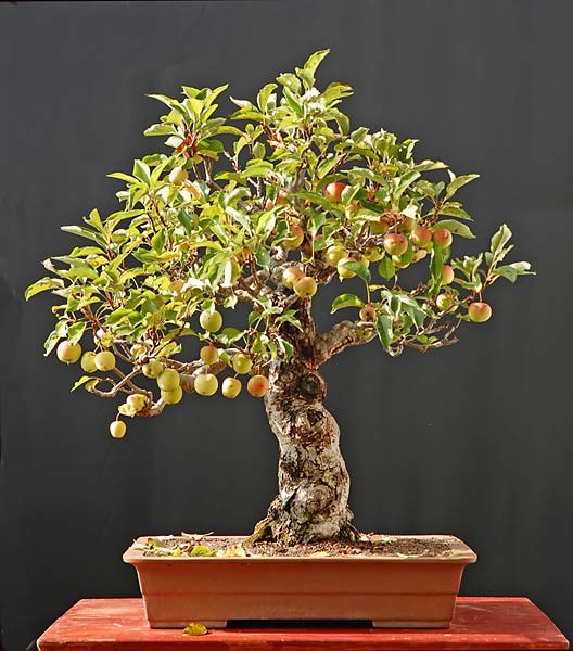 bonsai trees