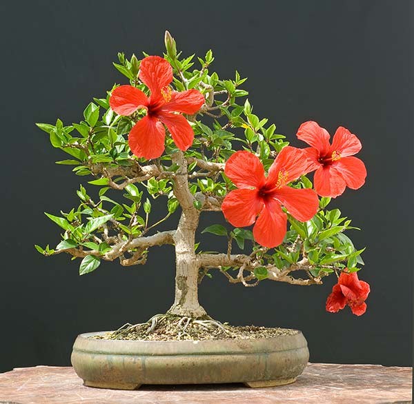 bonsai trees