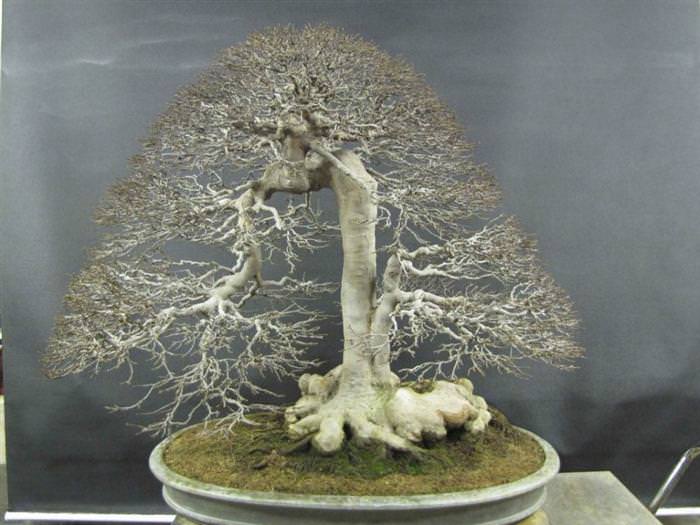 bonsai trees