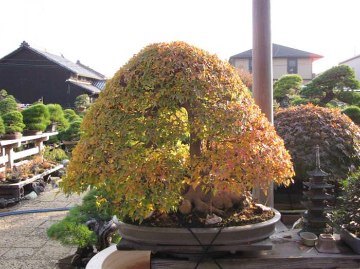 bonsai trees