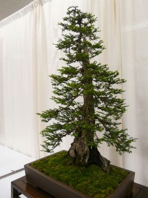 bonsai trees