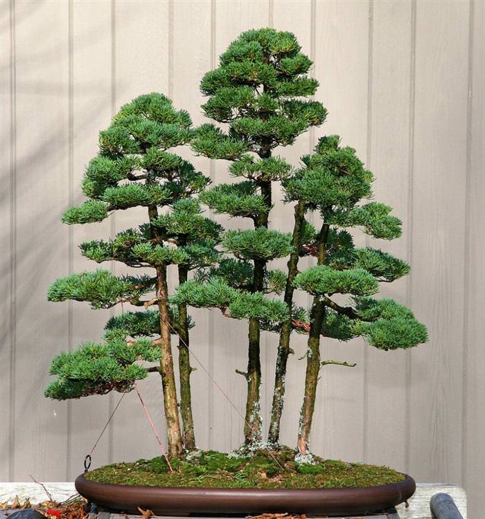 bonsai trees