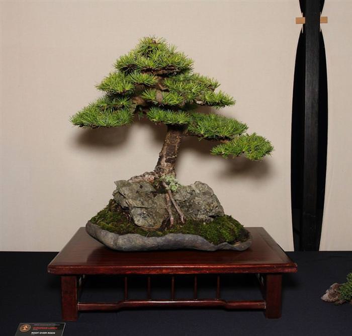 bonsai trees