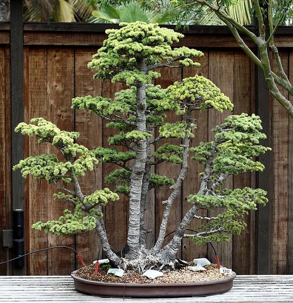 bonsai trees