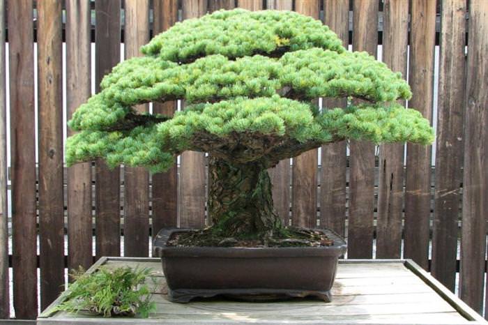 bonsai trees