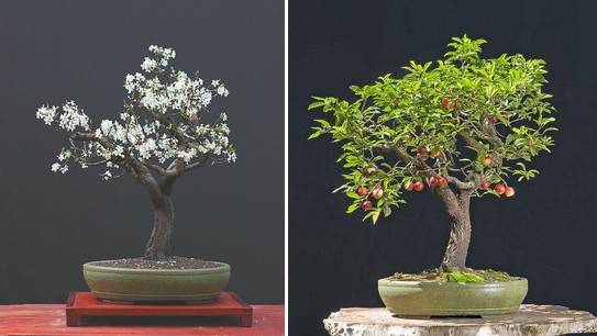 bonsai trees