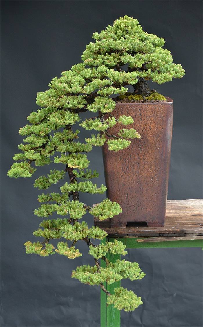 bonsai trees