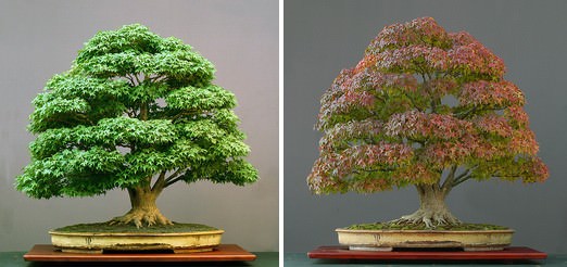 bonsai trees