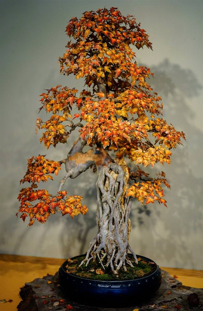 bonsai trees