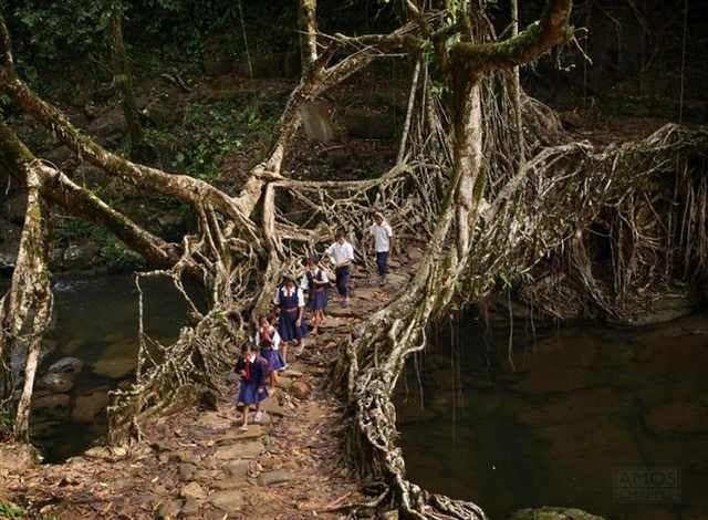 beautiful bridges