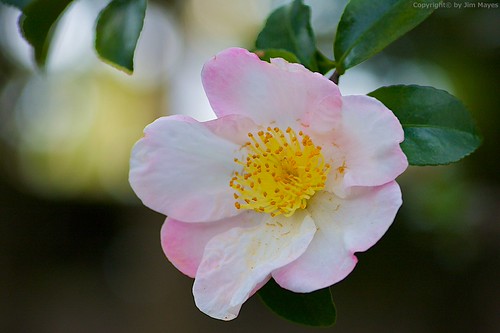Jim Mayes님이 촬영한 Camellia sasanqua.