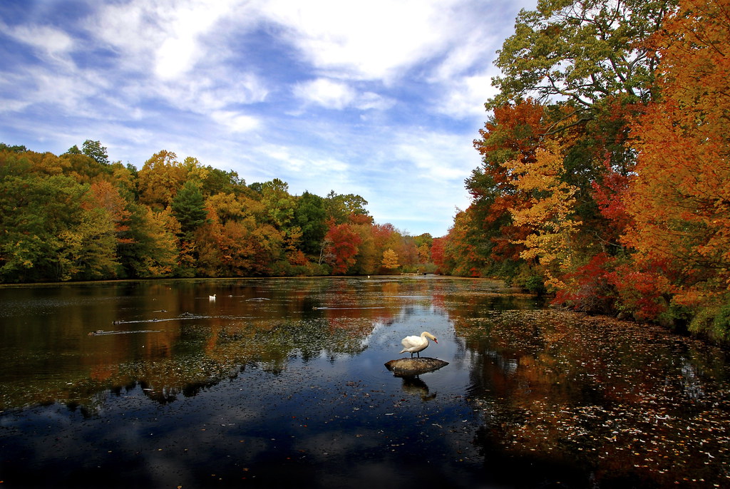 Swan in autumn