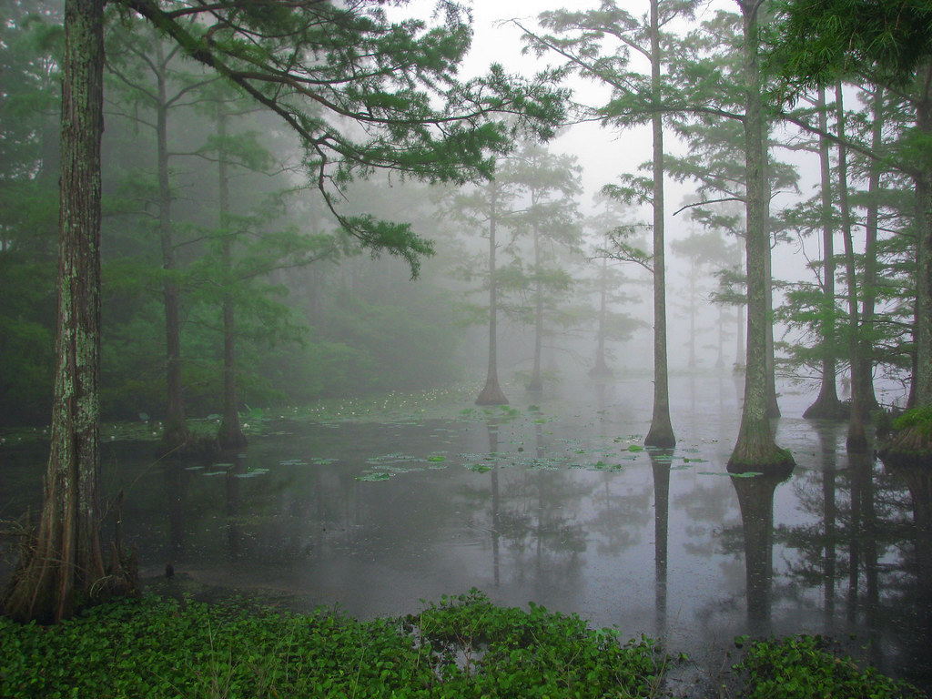 Morning Mist