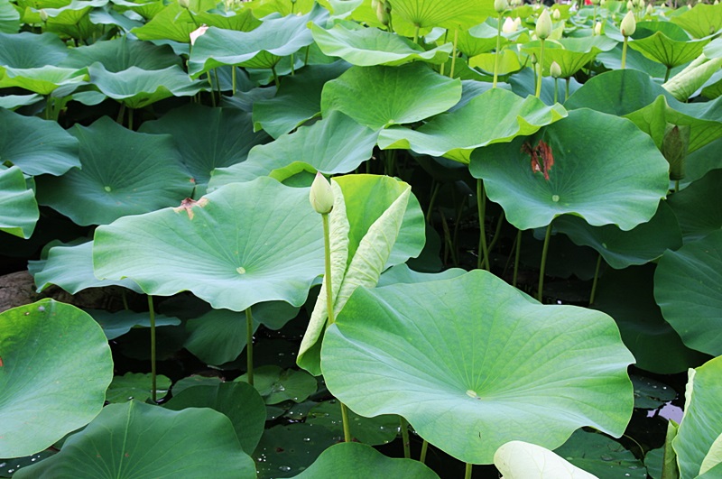 경기도 양평 추천여행, 세미원