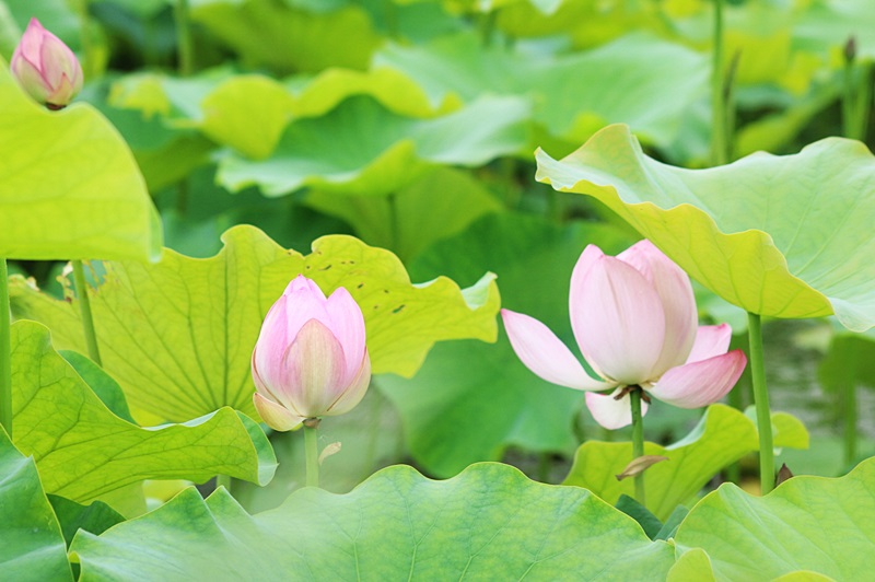 경기도 양평 추천여행, 세미원