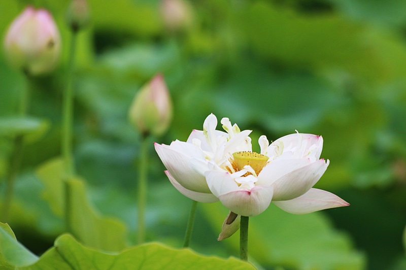 경기도 양평 추천여행, 세미원